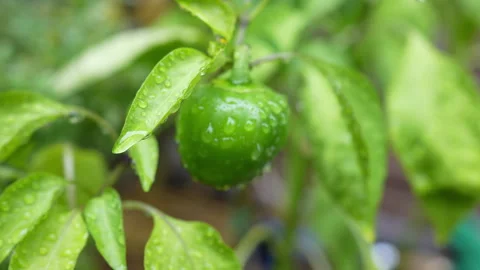 Slow Motion Green Pepper Plant in Garden With Water Drops Stock Footage 251663213