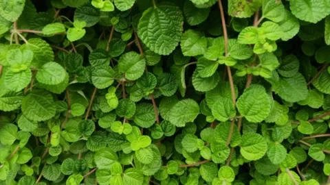 Slow motion of green plants climbing Stock Footage 321326019