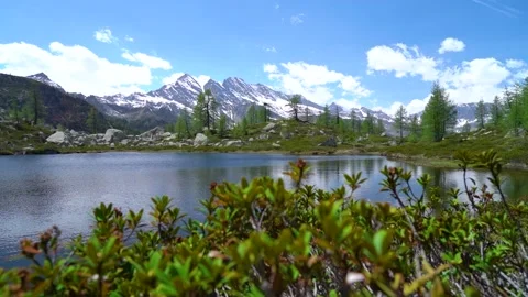Slow motion of green plants, trees, mountain lake and snowy peaks background Stock Footage 218467122