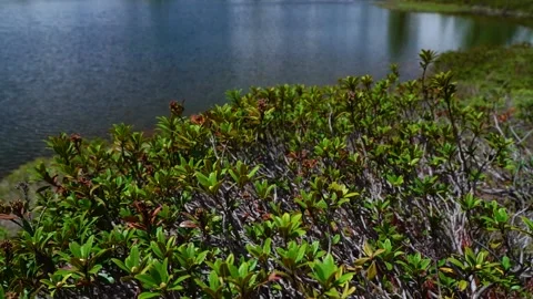 Slow motion of green plants, trees, mountain lake and snowy peaks background Stock Footage 218467125