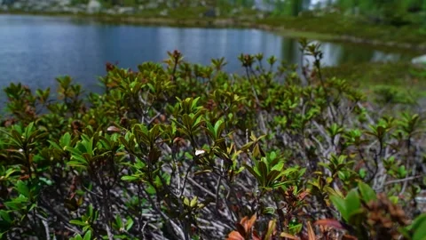 Slow motion of green plants, trees, mountain lake and snowy peaks background Stock Footage 218467127