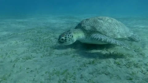 Slow motion of Green Sea Turtle eating seagrass, on the blue water background. Stock Footage 132485495