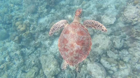 Slow motion, Green sea turtle swimming Moalboal, Cebu, Philippines Stock Footage 139946796