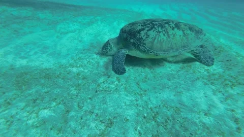 Slow motion, Green sea turtle green eats sea grass on the sandy seabed.   Stock Footage 170076841