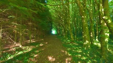 Slow motion green tunnel path through dense mossy trees Stock Footage 340440169