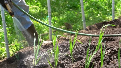 A slow motion of a green vegetables field that is watered by the farmer. 库存影片 111398950