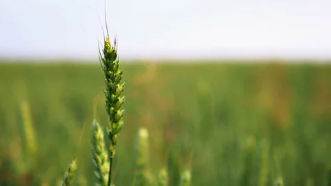 Slow motion green wheat ears field against shallow depth of field background of Stock Footage 78153920