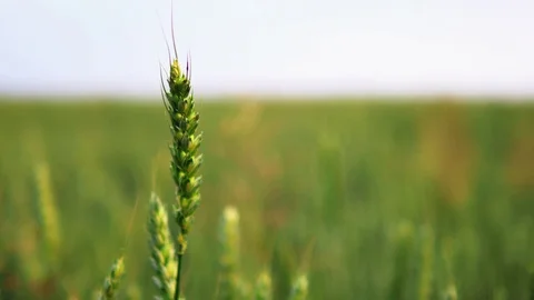 Slow motion green wheat ears field against shallow depth of field background Video stock 78153948