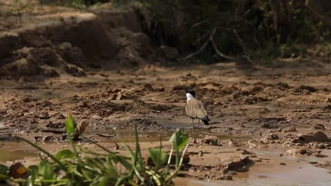 Slow motion of a grey bird with standing in the muddy bank of river NIle. Stock Footage 201367495