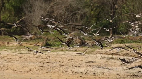 Slow motion of grey birds flock flying over the banks of the river.. Stock Footage 201367073