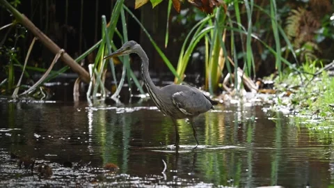 Slow Motion Grey Heron Behaviour 1 Stock Footage 319856205