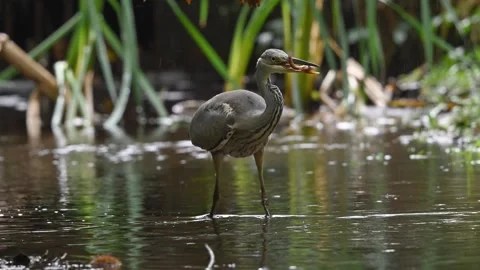 Slow Motion Grey Heron Catching Fish 1 Stock Footage 319856232