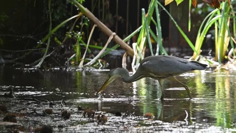 Slow Motion Grey Heron Catching Fish 2 Stock Footage 319856270