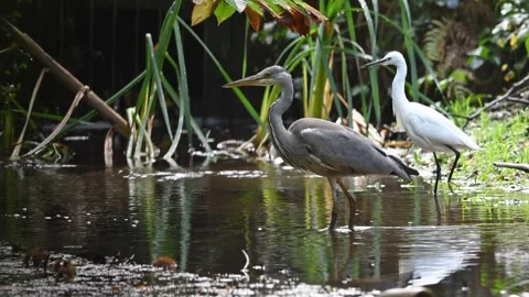 Slow Motion Grey Heron Catching Fish 4 Stock Footage 319856417