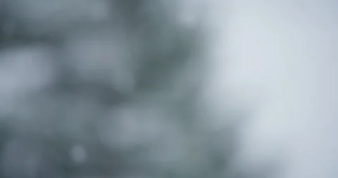 Slow motion grey sky snowflake accumulation snow covered tree coniferous pan Stock Footage 258380276