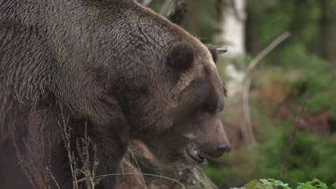 Slow Motion Grizzly Bear walking Stock Footage 165298237