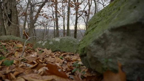 Slow motion ground dolly from rocks and dead leaves Stock Footage 144492880