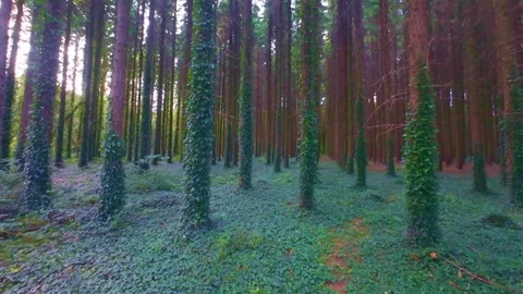 Slow motion ground level view of mossy forest floor with ivy Stock Footage 340439337