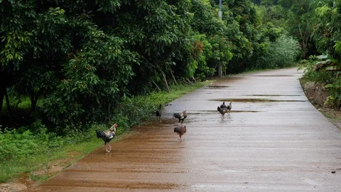 Slow motion, group of chicken walking in countryside with longan fruit tree Stock Footage 94423730