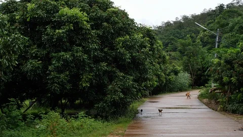 Slow motion, group of chicken walking in countryside with longan fruit tree o Stock Footage 99120298