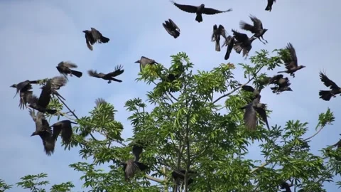Slow motion group of crows fly away Видео 144943070