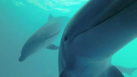 Slow motion - Group of curious dolphins peer into the camera. Dolphin Selfie - E Stock Footage 197078987