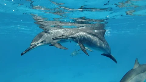 Slow motion, A group of dolphins are slowly approaching and swimming very close Stock Footage 118266482