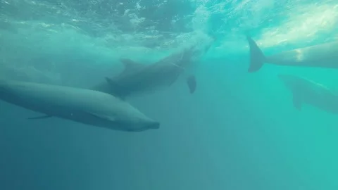 Slow motion - Group of dolphins play in the waves under the surface of the blue  Stock Footage 197078938