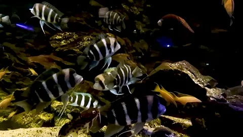 Slow motion. group of Frontosa cichlids (Cyphotilapia frontosa) with distinc Stock Footage 336911458