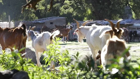 Slow motion of group of goats walking at farm, barnyard at background Stockbeeldmateriaal 119010213