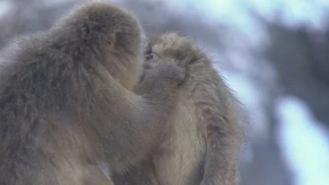 Slow motion group of Japanese macaques sitting checking for fleas and ticks.-Dan Stock Footage 144538284
