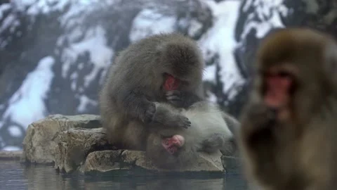 Slow motion group of Japanese macaques sitting checking for fleas and ticks.-Dan Stock Footage 144538402
