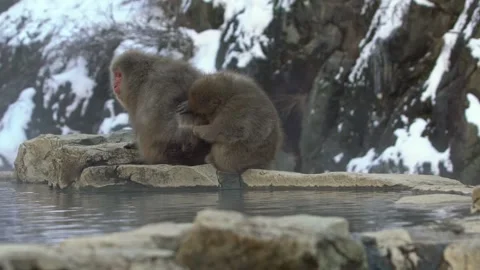 Slow motion group of Japanese macaques sitting checking for fleas and ticks.-Dan Stock Footage 144538463