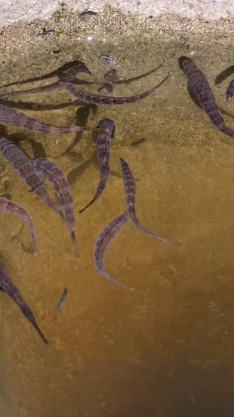 Slow motion of a group of leeches moving continuously under the water surface Stock-Footage 271026624