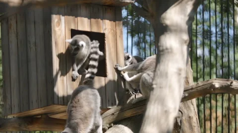 SLOW MOTION: Group lemur sitting in a zoo Stock Footage 67924058