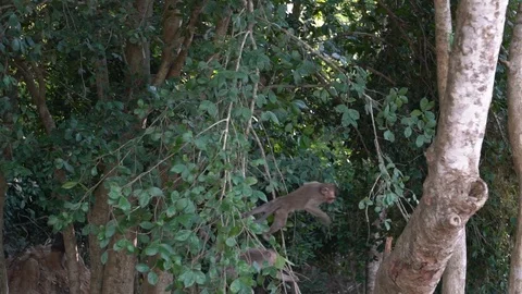 Slow motion group of macaques climb trees near Angkor Wat temple, Siem Reap-Dan Stock Footage 119056509