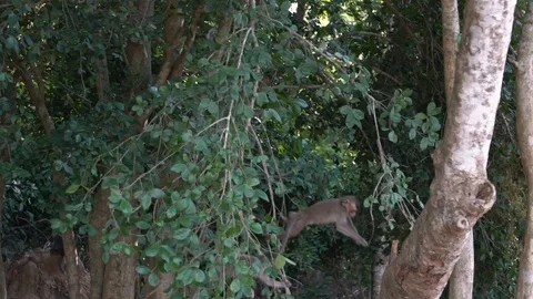 Slow motion of group of macaques descending trees near temple of AngkorWat.-Dan Stock Footage 119056527