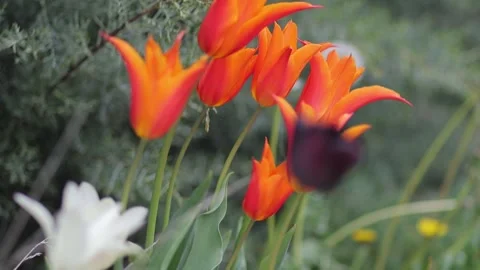 Slow motion on a group of orange tulips , then on a black tulip Stock Footage 303828048