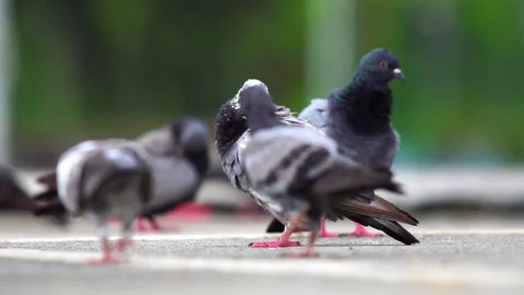 Slow Motion : Group of pigeon in the park Stock Footage 76236982