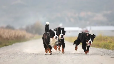 Slow motion of a group of playful pedigreed bernese mountain dogs are running Stock Footage 236262353