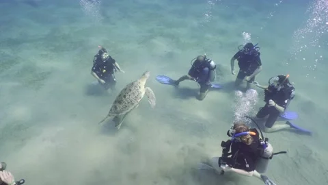 Slow motion, Group of scuba divers sit on the seabed and look at the sea turtle Stock Footage 233077281