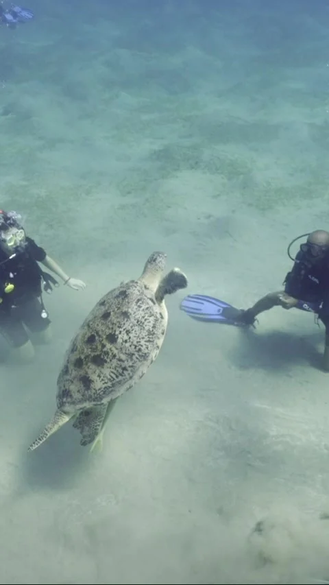 Slow motion, Group of scuba divers sit on the seabed and look at the sea turtle Stock Footage 237231163