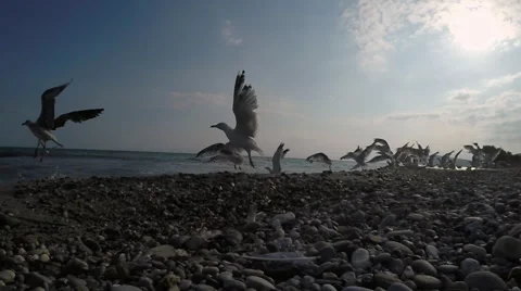 Slow motion of group of seagulls fly ovee a sea Stock Footage 68197849