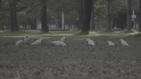 Slow Motion - A Group Of Sulfur-Crested Cockatoos Search For Food In A Park Stock Footage 195006621