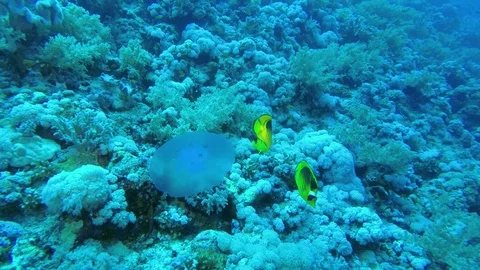 Slow motion - Group of tropical fish of different species eating jellyfish Stock Footage 108924774