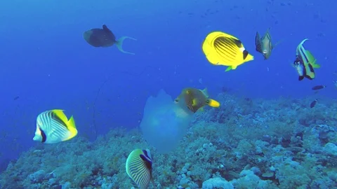 Slow motion - Group of tropical fish of different species eating jellyfish Stock Footage 113197933