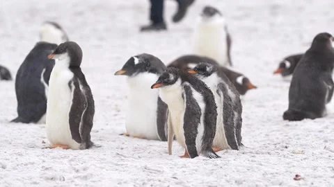 Slow Motion Group of Young Penguins Huddle Together Wind Molting Feathers Stock Footage 277918176
