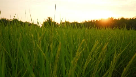 Slow motion growing firework on hand for party on green screen background Stock Footage 219938452