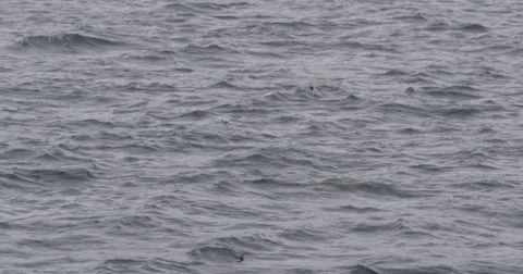 Slow motion - guillemots flying over ocean towards camera Stock Footage 56399560