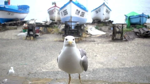 Slow motion of a gull catching slices of food Stock Footage 93597978